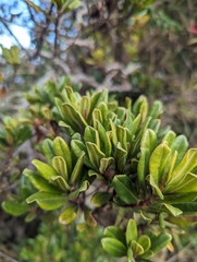 Escallonia myrtilloides