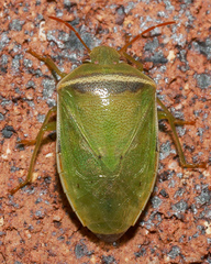 Piezodorus oceanicus