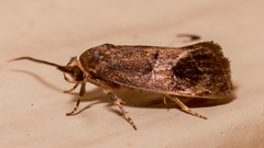 Pycnocera hypoxantha