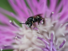 Hylaeus nigritus