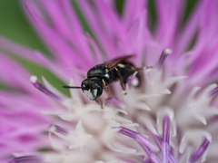 Hylaeus nigritus