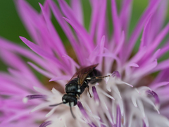 Hylaeus nigritus