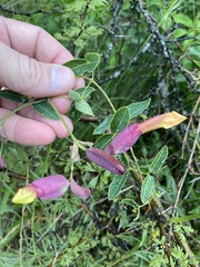 Dolichandra cynanchoides
