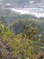 Spizixos semitorques