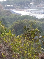 Spizixos semitorques