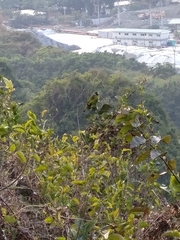 Spizixos semitorques