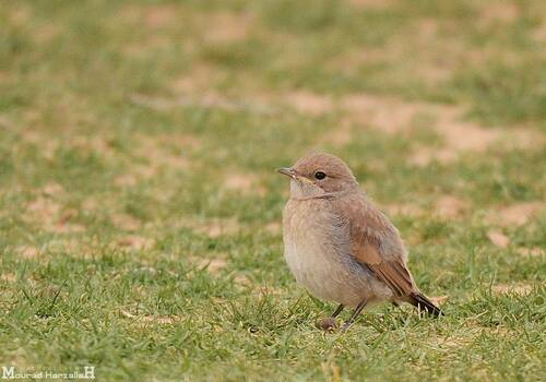 Red-rumped Wheatear