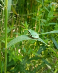 Hyla intermedia perrini