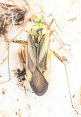 Adelphocoris quadripunctatus