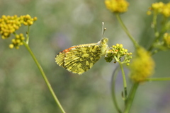 Anthocharis damone eunomia