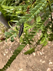 Belidae