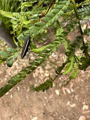 Belidae