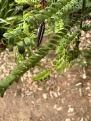 Belidae
