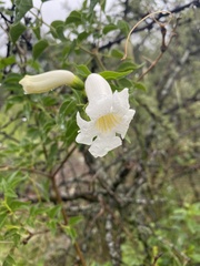 Amphilophium carolinae