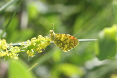 Anthocharis damone eunomia