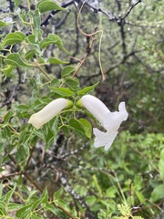 Amphilophium carolinae