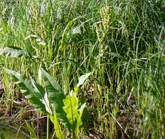 Rumex hydrolapathum