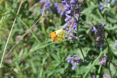 Anthocharis damone eunomia