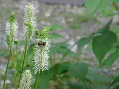 Bombus bifarius