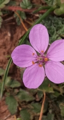 Erodium acaule