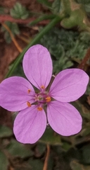 Erodium acaule