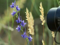 Delphinium parryi