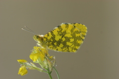 Anthocharis damone eunomia