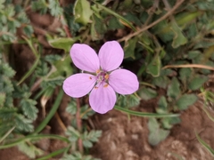 Erodium acaule