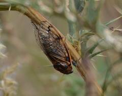 Cicada barbara