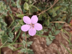 Erodium acaule