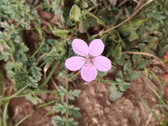 Erodium acaule