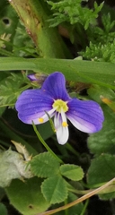 Veronica syriaca
