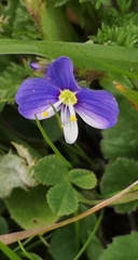 Veronica syriaca