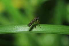 Dioctria