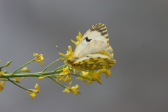 Anthocharis damone eunomia