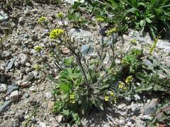 Draba stenocarpa