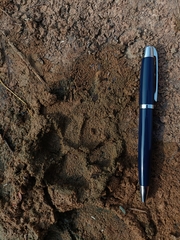 Panthera pardus fusca