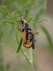 Chauliognathus tricolor