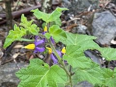 Solanum palinacanthum