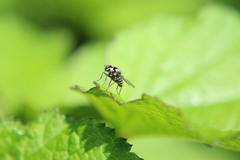 Anthomyia procellaris