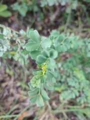 Coronilla