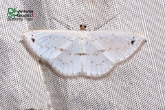 Derambila dentifera