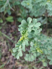 Coronilla