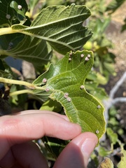 Ceroplastes rusci