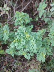 Coronilla