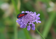 Zygaena osterodensis