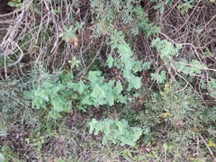 Coronilla