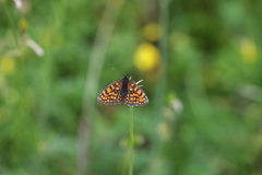 Melitaea celadussa