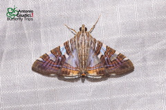 Glyphodes stolalis