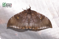 Cyclidia orciferaria